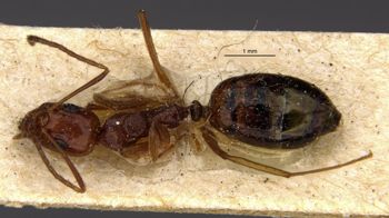 Media type: image;   Entomology 21202 Aspect: habitus dorsal view